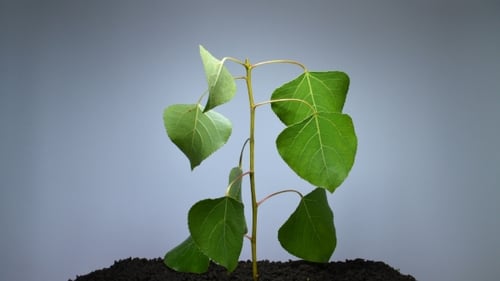 A Small Green Plant Withers