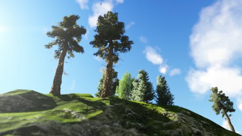 Landscape and Trees