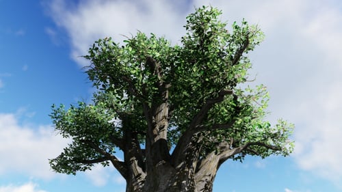 Animated Baobab Tree Against Moving Clouds and Blue Sky