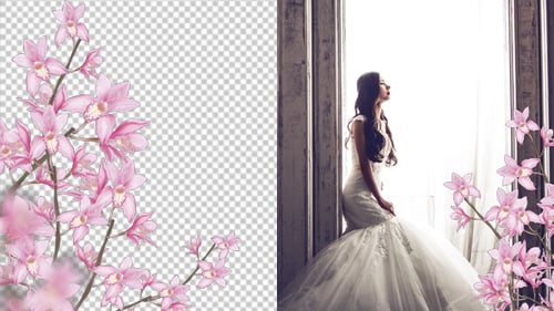 Elegant Animated Pink Orchid Branch Flourish Frame