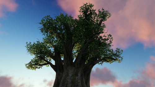 Tree and Sunset