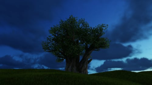 Arbre et ciel du soir