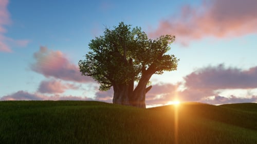 Árbol viejo y puesta de sol