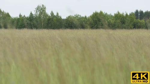 Field of Golden Grass Gently Swaying