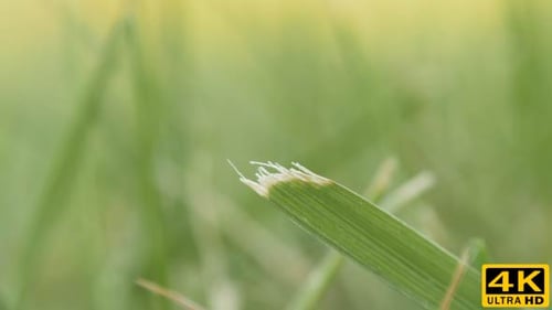 Through the Grass