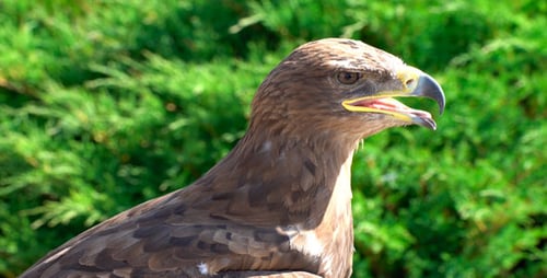 Aquila