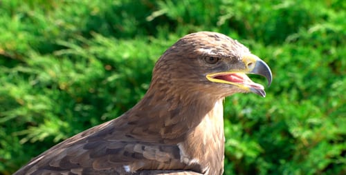 Aquila