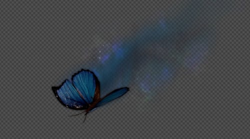 Butterfly Fly Stop And Go on Fly Away