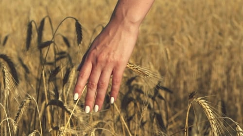 Woman with White Nails with His Back To the Viewer in a Field of Gold Wheat Touched