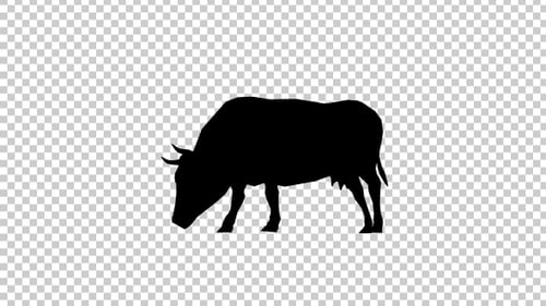 Animated Black Silhouette of a Grazing Cow