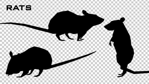 Animated Black Rat Silhouette Performing Actions