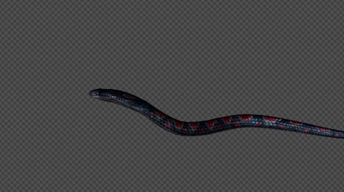 KingCobra Run Pack 4 en 1