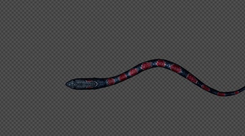 KingCobra Walk Fast Pack 4 en 1