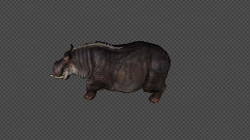 Realistic 3D Animated Hippopotamus with Alpha Channel