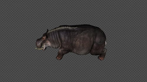 Hippopotamus Walk Pack 4 In 1