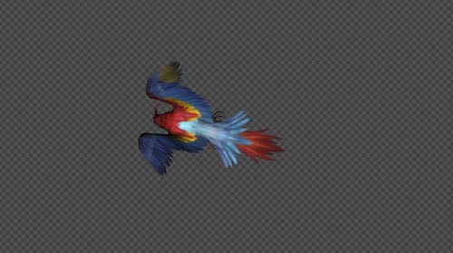 Vibrant Macaw Flying Animation with Transparent Background