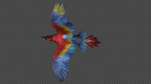 Realistic Vibrant Macaw Parrot Flying Animation
