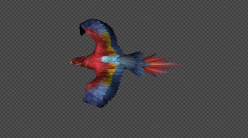 Vibrant Macaw Parrot Flying Animation with Transparent Background