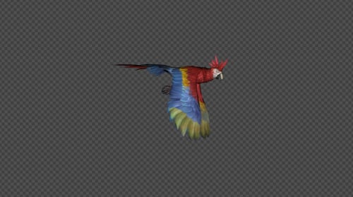 Vibrant Macaw Parrot Flying Animation