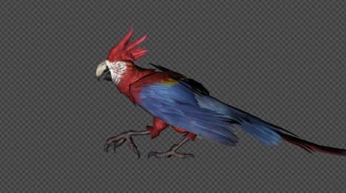 Realistic Macaw Parrot Animation Walk and Fly Cycle