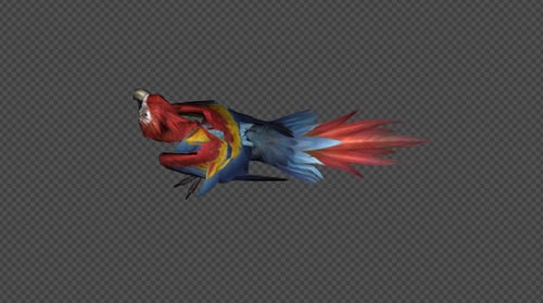 Animated Red Parrot Flying, Landing, and Walking Cycle on Transparent Background