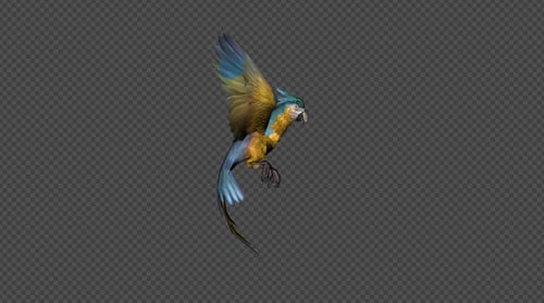 Collection of Realistic Animated Parrots Flying and Perching