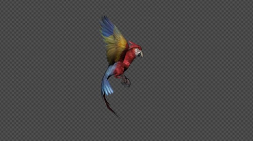 Realistic Flying Colorful Macaw Parrot Animation