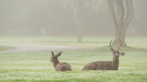 Deer Resting Peacefully on Grassy Field in Fog