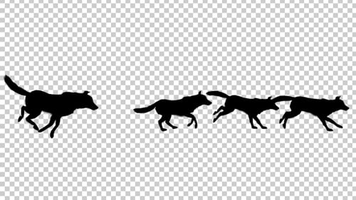 Wolfpack Silhouette Run-Animation