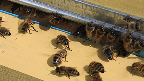 House For Bees