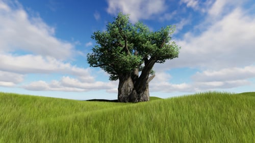Árbol viejo y nubes de Time Lapse