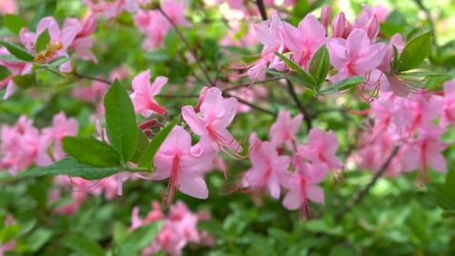 Blooming Beautiful Pink Rhododendrons in the Garden.