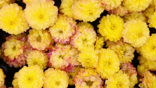 Yellow Chrysanthemum Flowers in the Garden