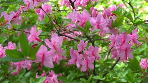 Blooming Beautiful Pink Rhododendrons in the Garden.