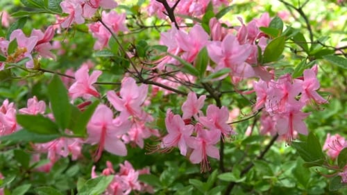 Blooming Beautiful Pink Rhododendrons in the Garden.