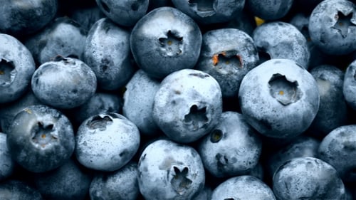 Panning Shot of Fresh Bilberry or Blueberries, .