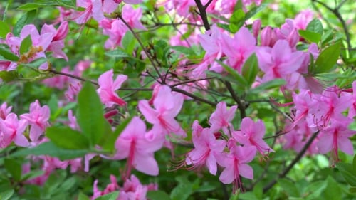 Blooming Beautiful Pink Rhododendrons in the Garden.