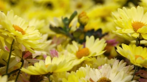Yellow Daisy Flowers in the Garden.