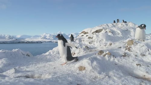 Penguins Walking on Snowy Landscape in Antarctica