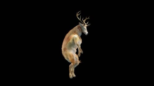 3D Animated Deer Character Dancing on Hind Legs
