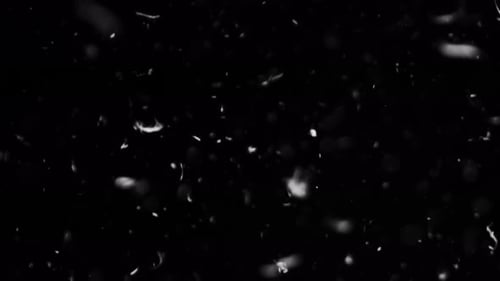 Feathers In Black Background