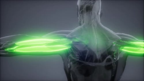 Futuristic 3D Medical Scan of Human Arm Muscles
