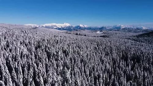 Drone shot of a enormous snowy forest. Winter fairytale with blue sky's. Fly through shot.