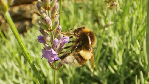 Worker Bumblebee Sipping Nectar From Purple-Colored Flower