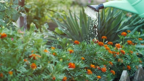 Watering Orange Flowers in a Green Garden