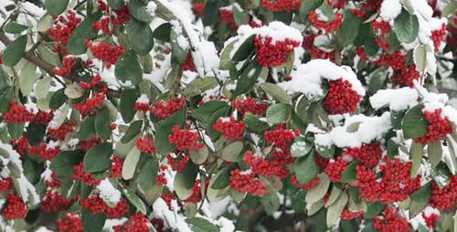 Baies rouges d'hiver de Noël avec des feuilles vertes dans la neige blanche