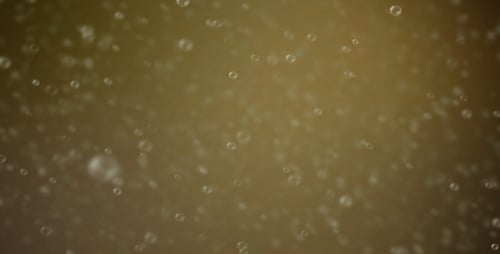 Beer Bubbles
