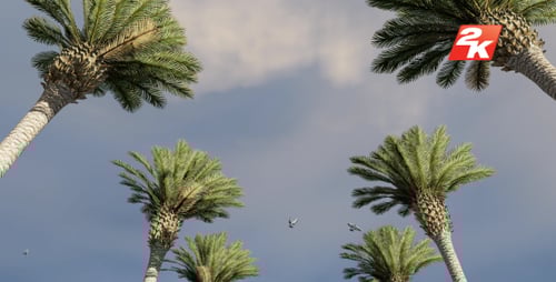 Tropical Palm Trees Sky View with Moving Clouds and Flying Birds