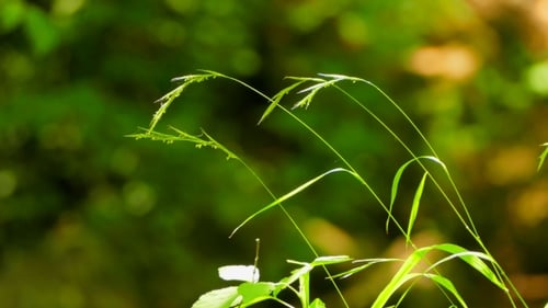 The Background of the Blade of Grass Is in the Wind