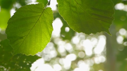 Fresh Green Leaves Swaying Gently in Breeze